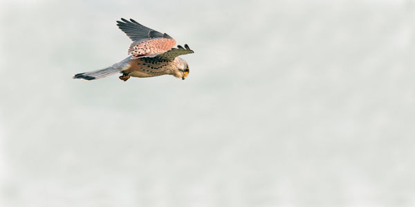 Bird flying over the sky