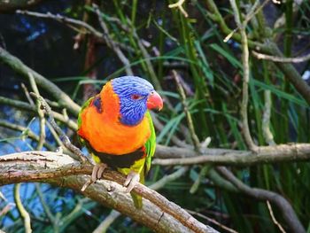 Close-up of parrot perching on tree