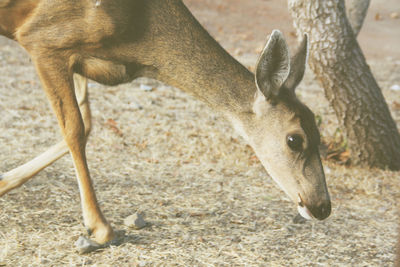 Close-up of deer