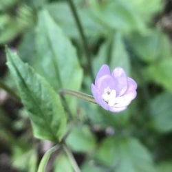 Close-up of flower blooming outdoors