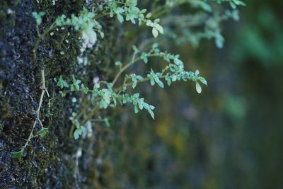 Close-up of moss growing on tree