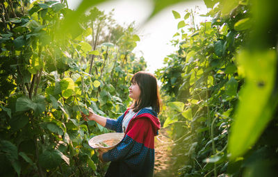 Side view of woman harvesting in orchard