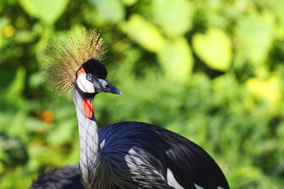 Close-up of grey crowned crane against plants