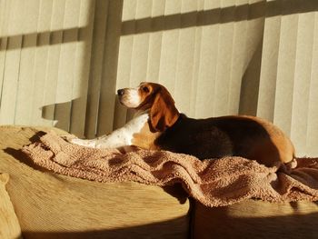 Side view of a dog looking away