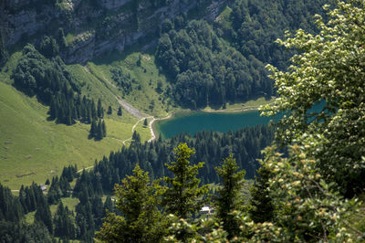 Scenic view of forest