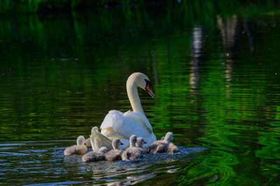 Swans swimming in lake