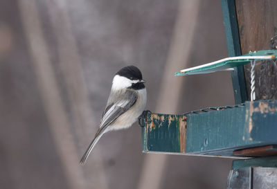 Close-up of bird perching on wood