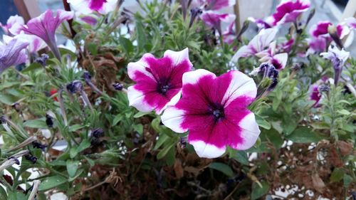 Close-up of pink flowers