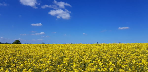 Scenic view of oilseed rape field against sky