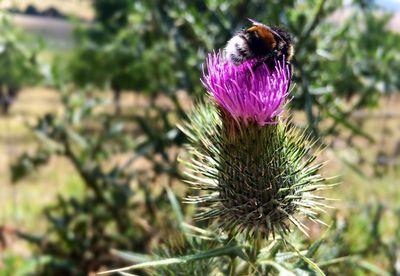 Close-up of honey bee on thistle