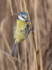 Close-up of bird perching on branch