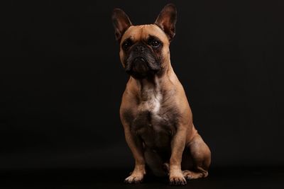Portrait of a dog over black background