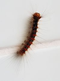 High angle view of bee on white background
