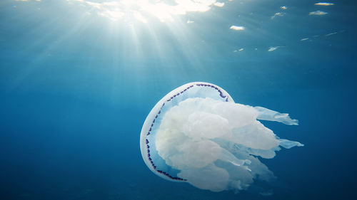 Sea lung jellyfish swim underwater in the ocean