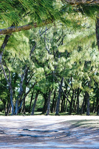 Road amidst trees in forest