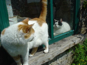 Close-up of cats by window sill