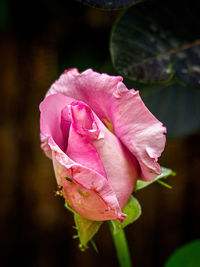 Close-up of pink rose