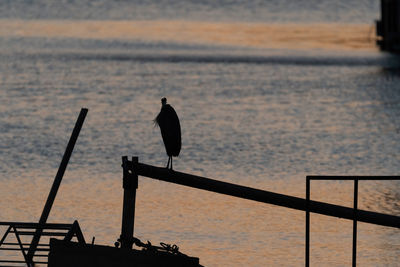 Seagull perching on railing against sea