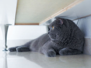 Close-up of cat lying on floor under sofa at home