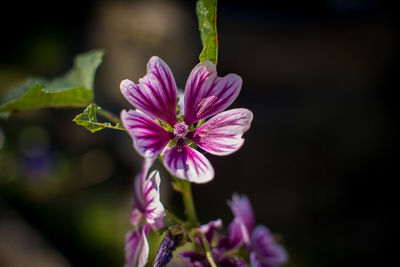 Close-up of pink flowering plant