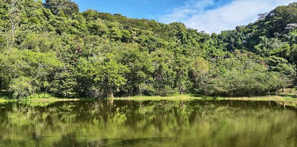 Scenic view of lake by trees against sky