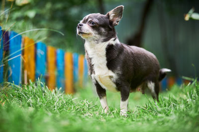 Chihuahua puppy, little dog in garden. cute small doggy on grass. short haired chihuahua breed