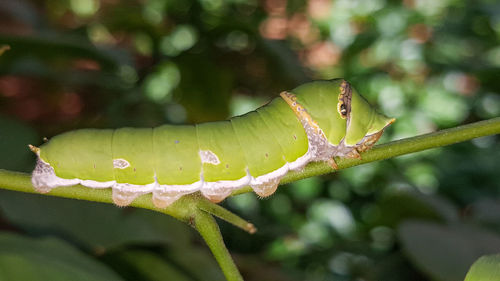 Close-up of raindrops on leaves