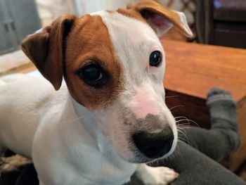 Close-up portrait of dog relaxing at home