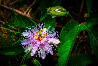 Close-up of purple flowers blooming outdoors