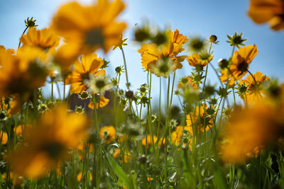 Close-up of yellow flowering plants on field against sky