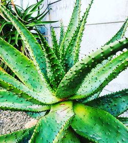 Close-up of cactus plant