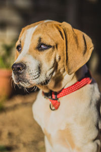 Close-up of dog looking away