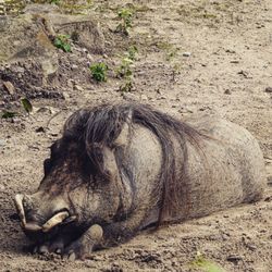 Horse resting in a field