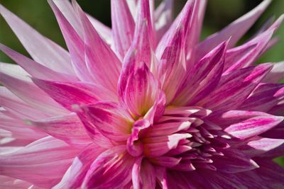 Close-up of pink flower