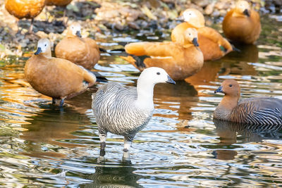 Ducks in lake