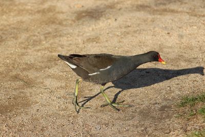 Close-up of bird perching on ground