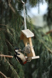 View of bird perching on tree