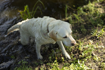 Labrador comes out of water. dog after bathing. live in summer. pet on walk.