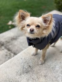 Portrait of dog standing outdoors