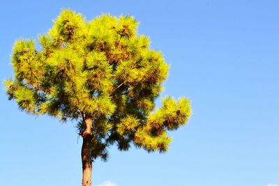 Low angle view of yellow flowers against clear blue sky