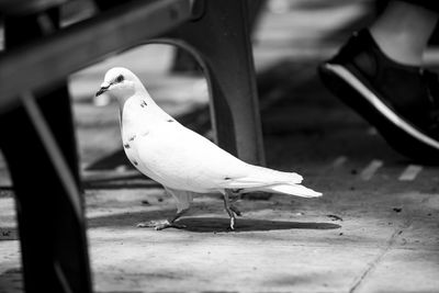 Seagull perching on wood