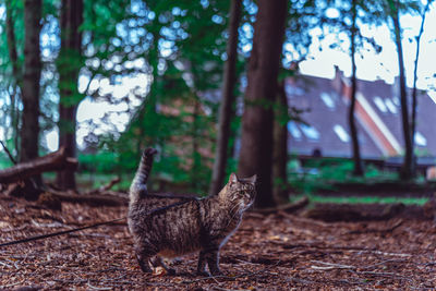 Portrait of cat in forest