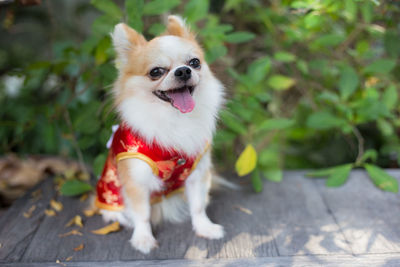 Portrait of a dog looking away