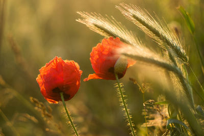 Close-up of red poppy on plant