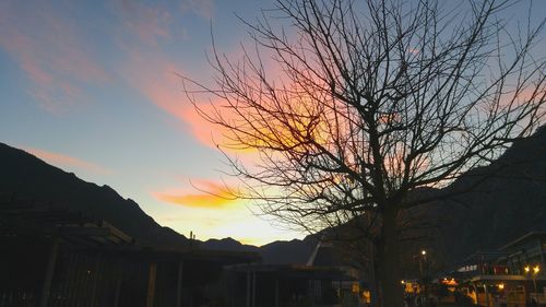 Tree by city against sky during sunset