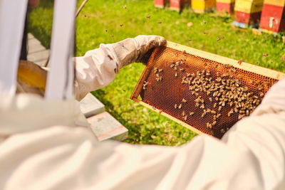 Close-up of a hand holding leaf