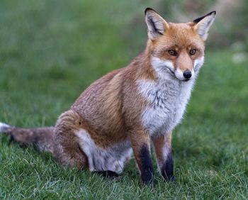 Portrait of a cat on field