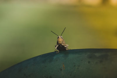 animal wildlife