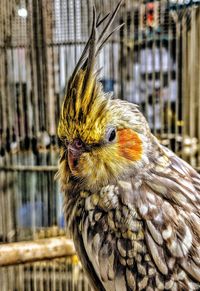 Close-up of a bird in cage