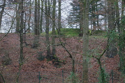 View of trees in forest